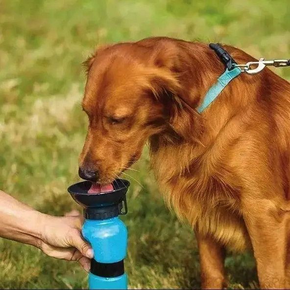 Поилка для собак дорожная переносная Aqua Dog 537 мл портативная бутылка для крупных и мелких собак FS-97 ws45678 фото
